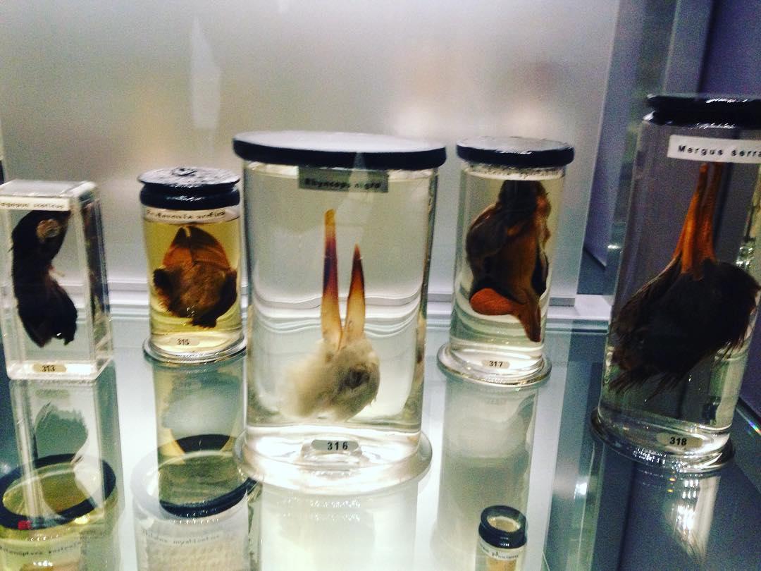 The hunterian museum